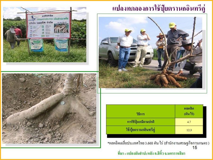 Comparison between Extracted fertilizer and Chemical Fertilizer in Cassava